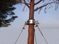 Adjustable tree staker