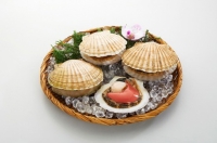 Half Shell Scallop