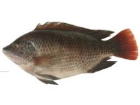 Seabream