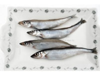 Atlantic Capelin