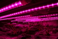 4Feet Led 植物灯