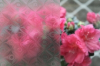 3D eyes deco window film 