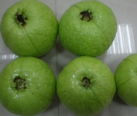 Guava