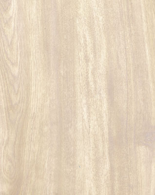 Wood Grain Decorative Paper/Melamine Paper/PVC/PETG Film- Birch