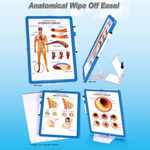 Anatomical Wipe Off Easel (THE HEART)